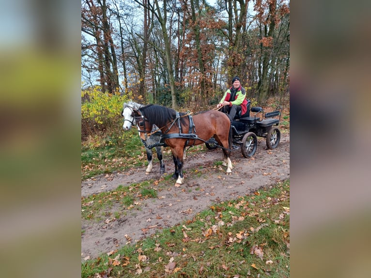 Galés-A Mestizo Caballo castrado 4 años 125 cm Castaño in Tecklenburgt