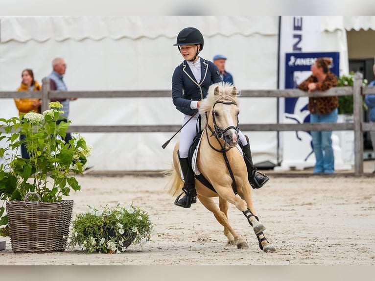 Galés-A Mestizo Caballo castrado 4 años 125 cm Palomino in Fluitenberg
