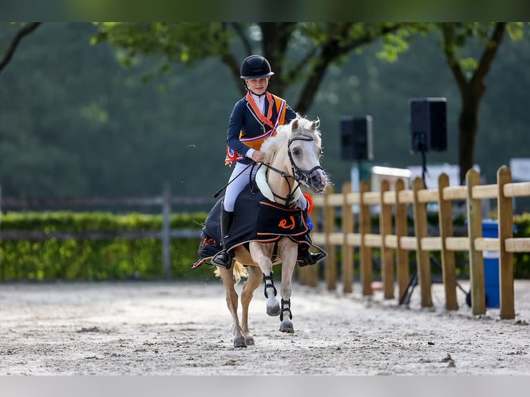 Galés-A Mestizo Caballo castrado 4 años 125 cm Palomino in Fluitenberg