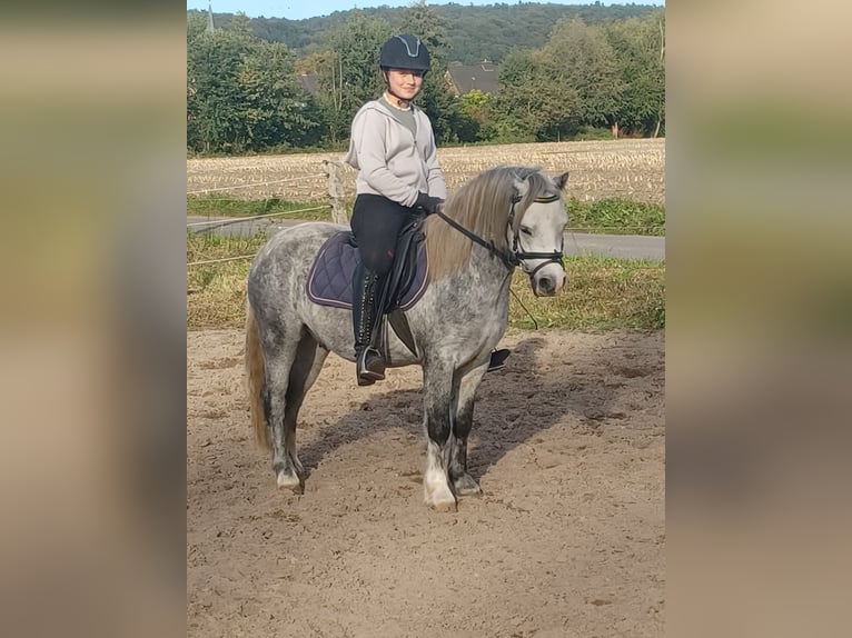 Galés-A Caballo castrado 4 años 125 cm Tordo rodado in Tecklenburg