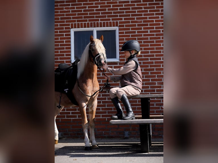 Galés-A Caballo castrado 4 años 126 cm Alazán rojizo in Groningen