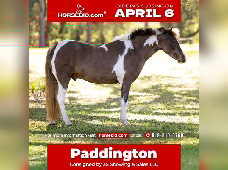 Galés-A Mestizo Caballo castrado 4 años 132 cm Pío in Ocala