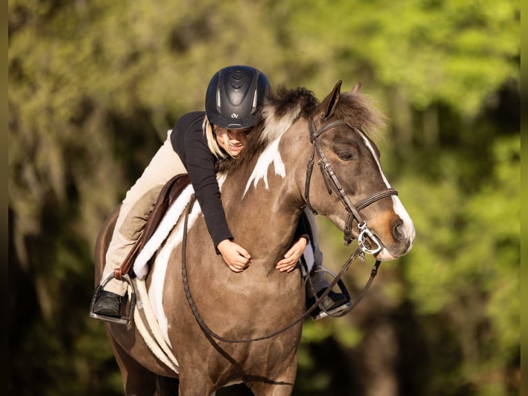Galés-A Mestizo Caballo castrado 4 años 132 cm Pío in Ocala
