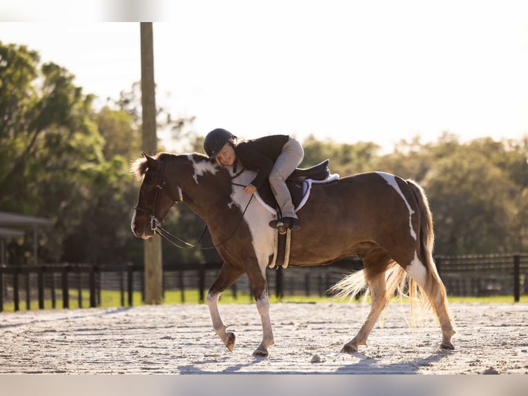 Galés-A Mestizo Caballo castrado 4 años 132 cm Pío in Ocala