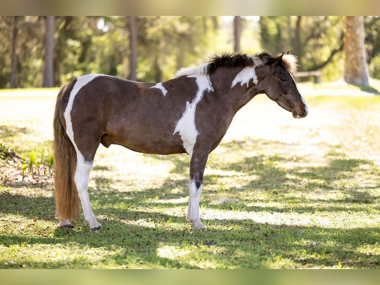 Galés-A Mestizo Caballo castrado 4 años 132 cm Pío in Ocala