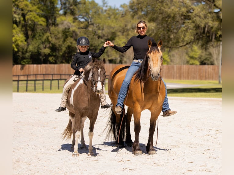 Galés-A Mestizo Caballo castrado 4 años 132 cm Pío in Ocala
