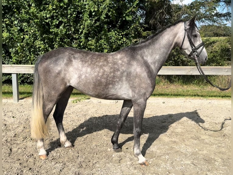 Galés-A Caballo castrado 4 años 132 cm Tordo in Süderlügum