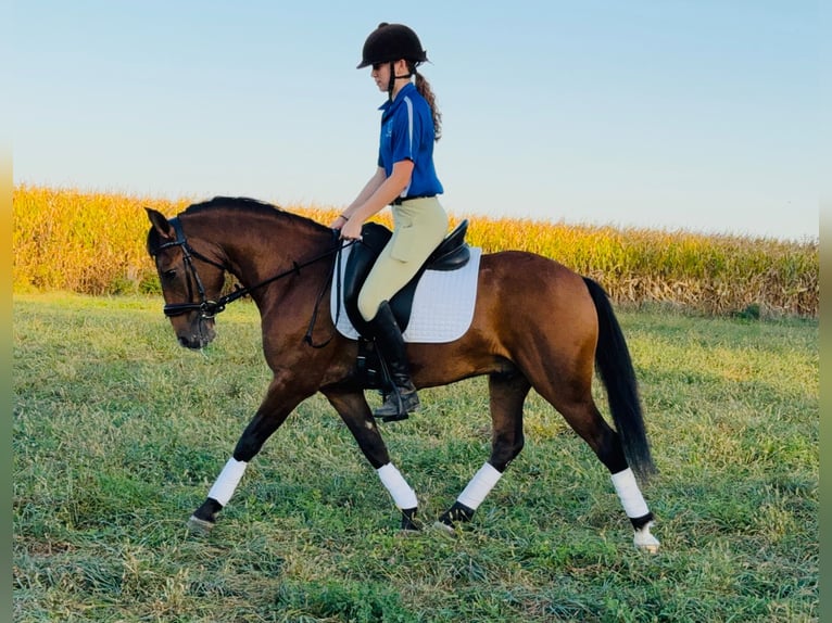 Galés-A Mestizo Caballo castrado 4 años 140 cm Castaño rojizo in Ames, IA