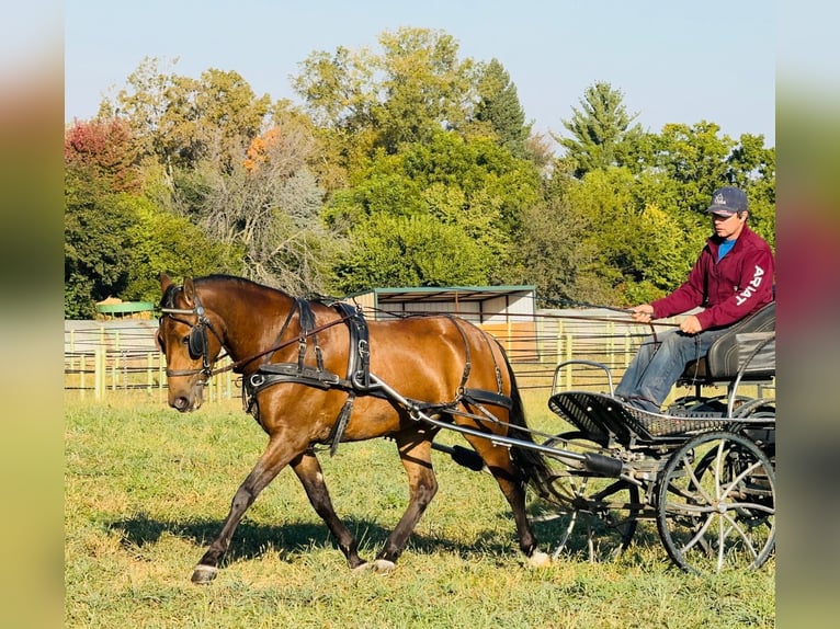 Galés-A Mestizo Caballo castrado 4 años 140 cm Castaño rojizo in Ames, IA