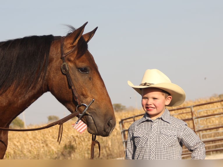 Galés-A Mestizo Caballo castrado 4 años 140 cm Castaño rojizo in Ames, IA