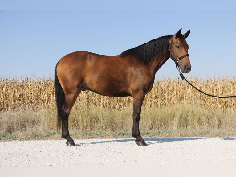 Galés-A Mestizo Caballo castrado 4 años 140 cm Castaño rojizo in Ames, IA