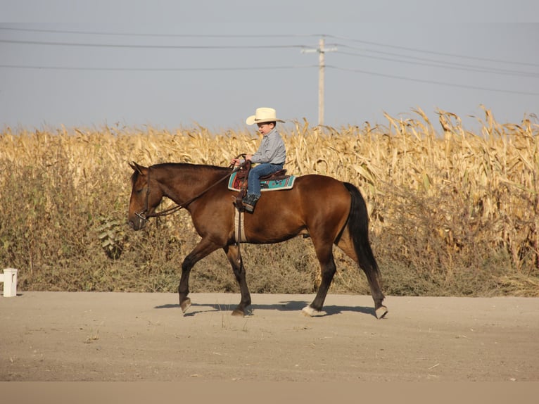 Galés-A Mestizo Caballo castrado 4 años 140 cm Castaño rojizo in Ames, IA