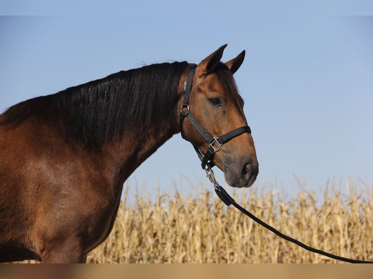 Galés-A Mestizo Caballo castrado 4 años 140 cm Castaño rojizo in Ames, IA