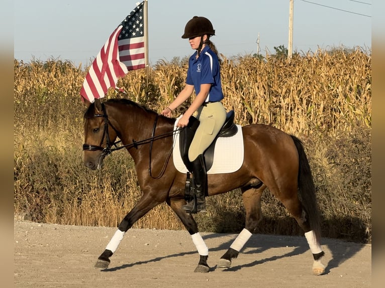 Galés-A Mestizo Caballo castrado 4 años 140 cm Castaño rojizo in Ames, IA