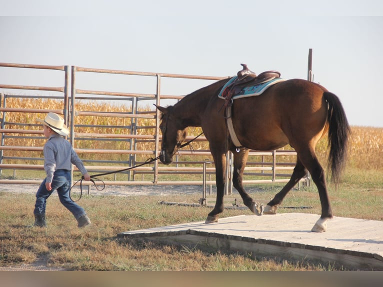 Galés-A Mestizo Caballo castrado 4 años 140 cm Castaño rojizo in Ames, IA