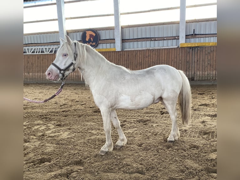 Galés-A Caballo castrado 4 años Cremello in Herzberg