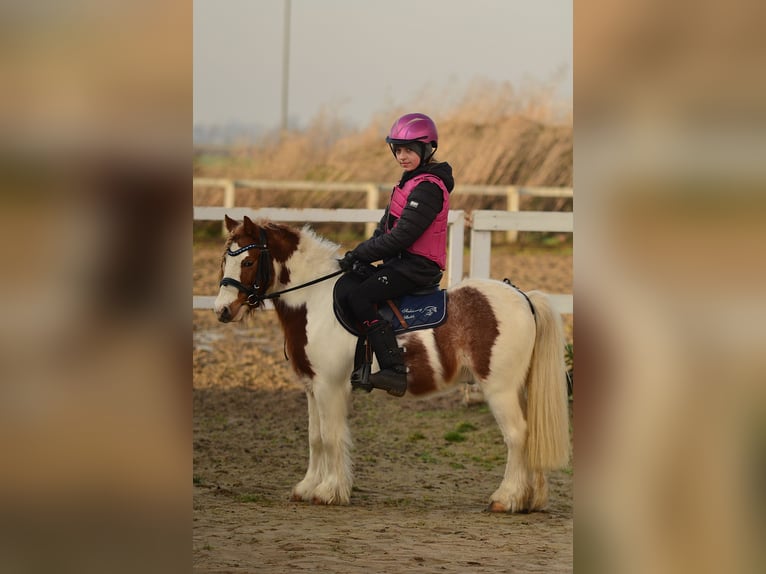 Galés-A Caballo castrado 5 años 107 cm Pío in radziejów