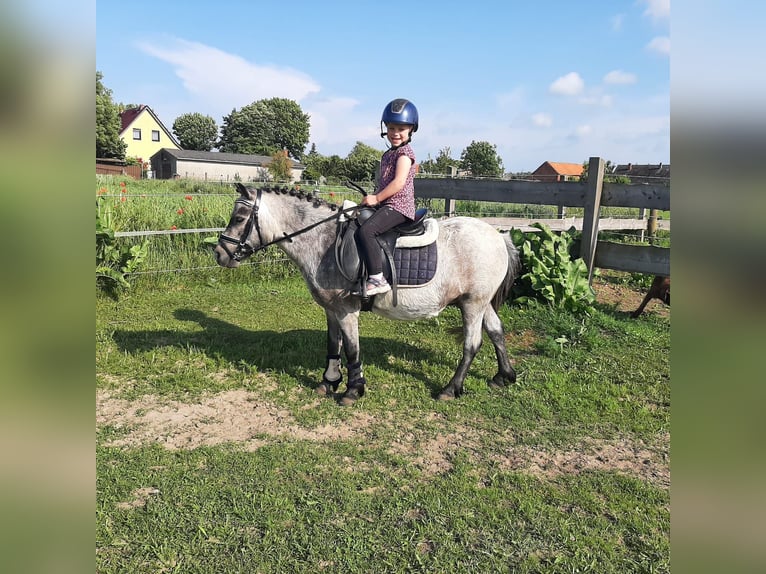 Galés-A Mestizo Caballo castrado 5 años 110 cm Ruano azulado in Segeletz