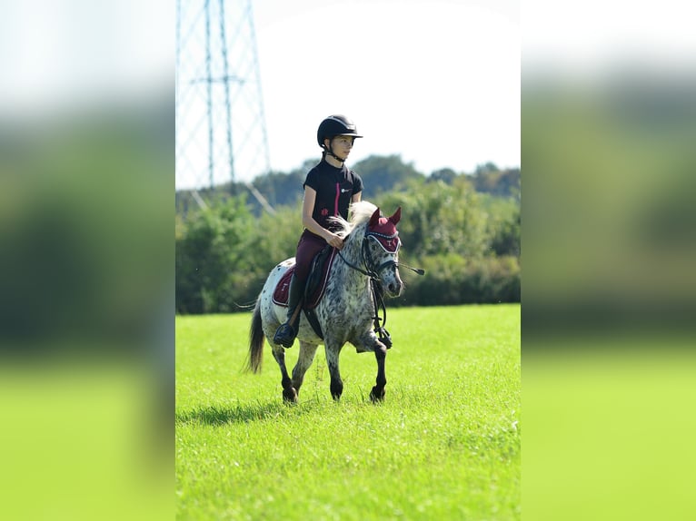 Galés-A Caballo castrado 5 años 113 cm Atigrado/Moteado in Poznań