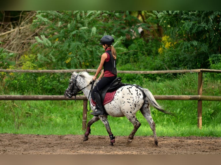 Galés-A Caballo castrado 5 años 114 cm Atigrado/Moteado in Poznań