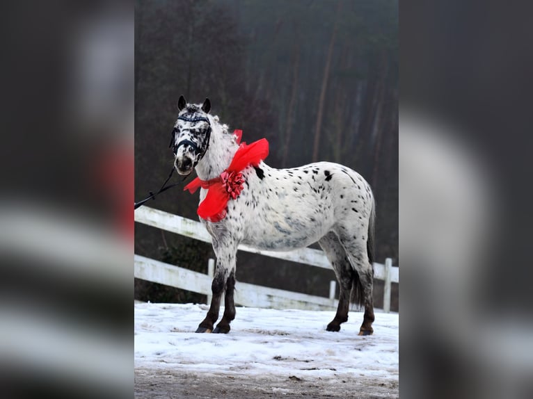 Galés-A Caballo castrado 5 años 114 cm Atigrado/Moteado in Poznań