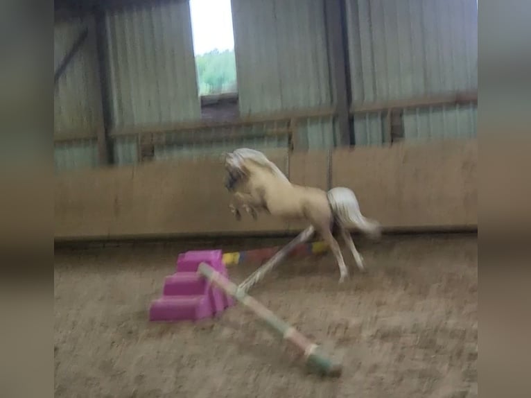 Galés-A Caballo castrado 5 años 115 cm Palomino in Hammersbach