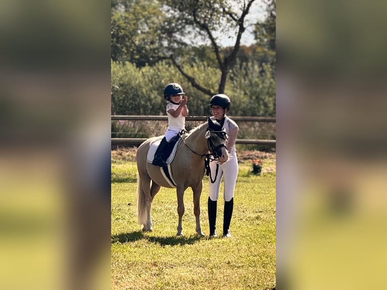Galés-A Caballo castrado 5 años 115 cm Palomino in Hammersbach