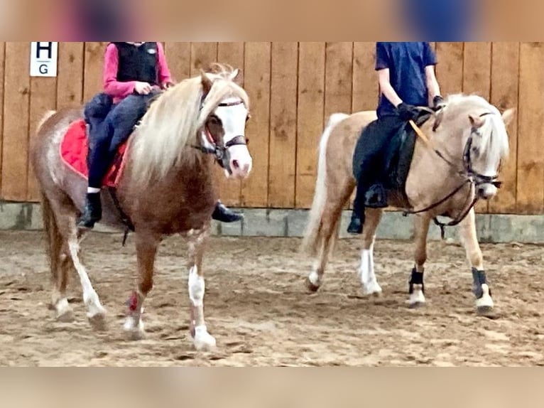 Galés-A Caballo castrado 5 años 115 cm Palomino in D&#xF6;tlingen