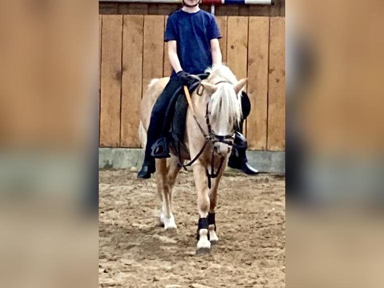 Galés-A Caballo castrado 5 años 115 cm Palomino in D&#xF6;tlingen