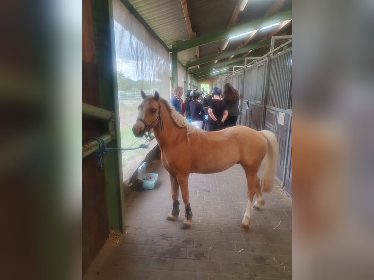 Galés-A Caballo castrado 5 años 115 cm Palomino in D&#xF6;tlingen