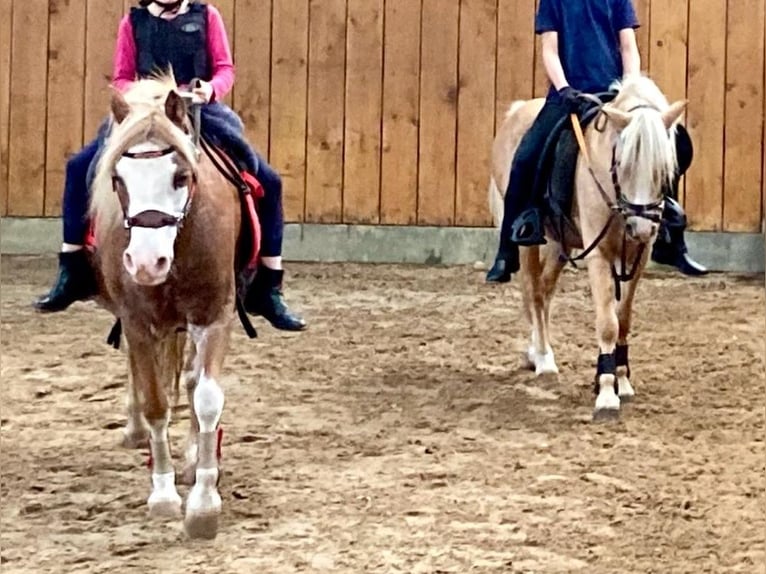 Galés-A Caballo castrado 5 años 115 cm Palomino in D&#xF6;tlingen