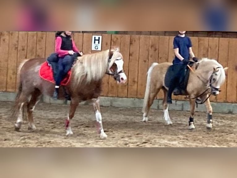 Galés-A Caballo castrado 5 años 115 cm Palomino in D&#xF6;tlingen