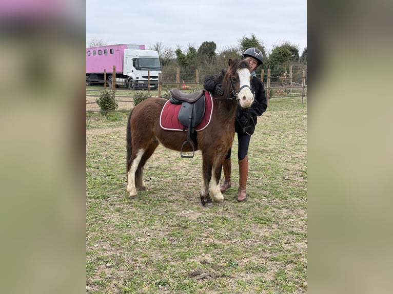 Galés-A Caballo castrado 5 años 116 cm  in Remoulins