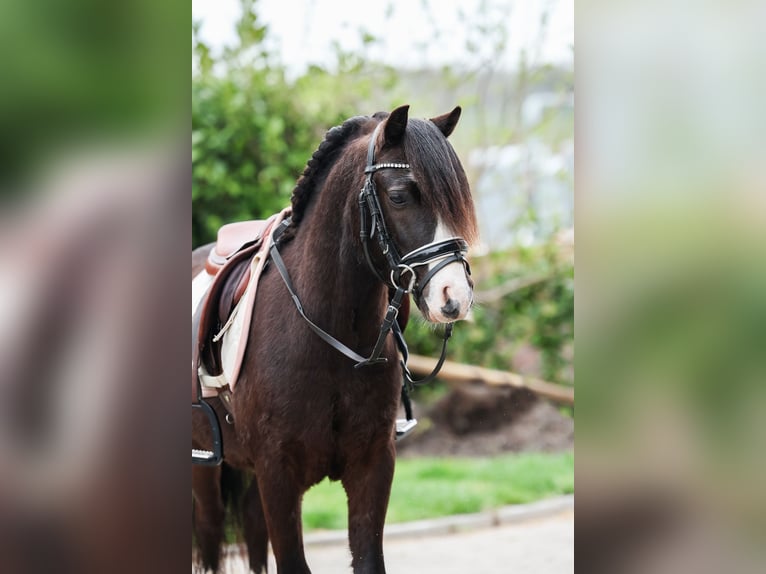 Galés-A Caballo castrado 5 años 117 cm Morcillo in Groningen