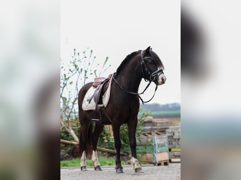Galés-A Caballo castrado 5 años 117 cm Morcillo in Groningen