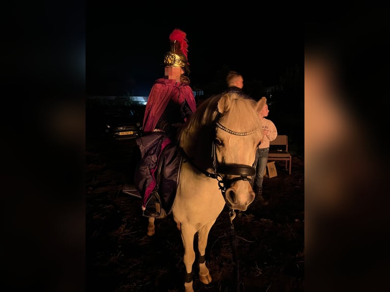 Galés-A Caballo castrado 5 años 117 cm Palomino in Meijel