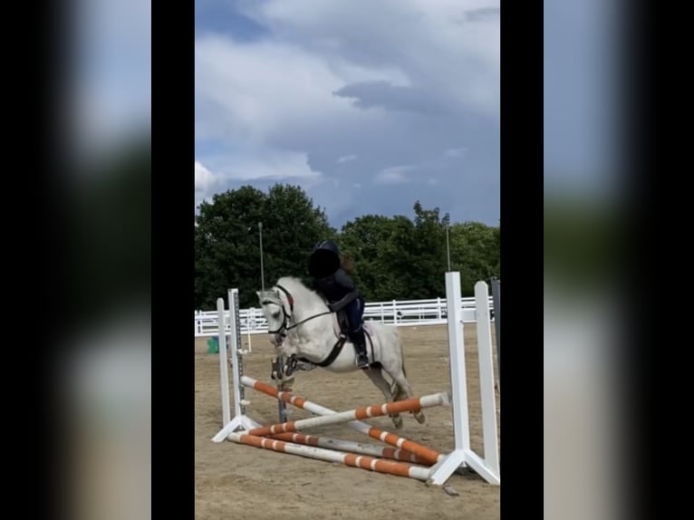 Galés-A Caballo castrado 5 años 118 cm Tordo in Lohfelden