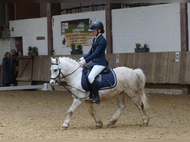 Galés-A Caballo castrado 5 años 118 cm Tordo in Lohfelden