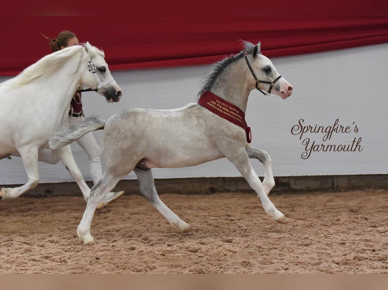 Galés-A Caballo castrado 5 años 118 cm Tordo in Lohfelden