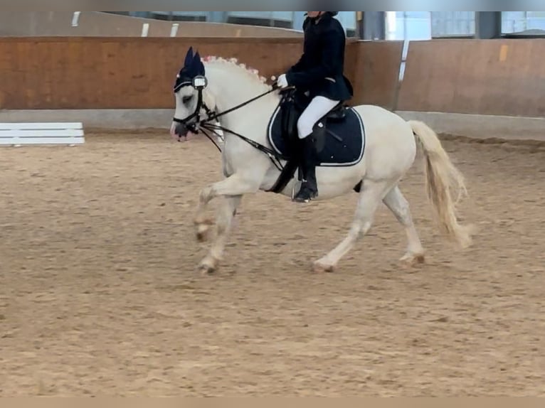 Galés-A Caballo castrado 5 años 118 cm Tordo in Lohfelden