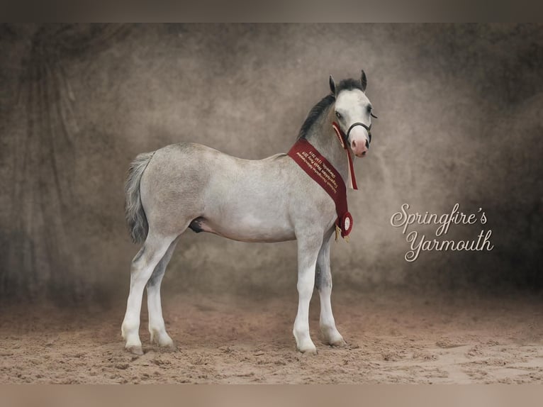 Galés-A Caballo castrado 5 años 118 cm Tordo in Lohfelden