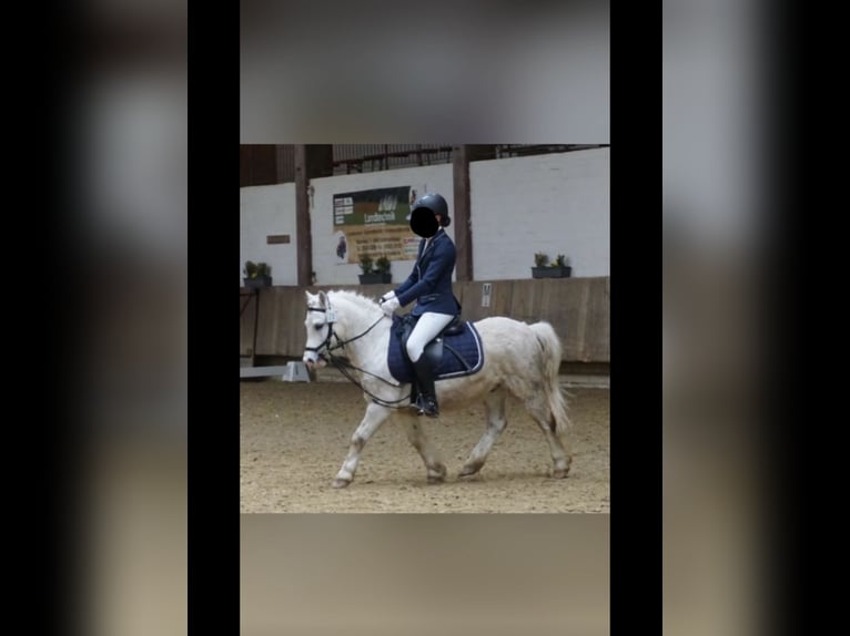 Galés-A Caballo castrado 5 años 118 cm Tordo in Lohfelden