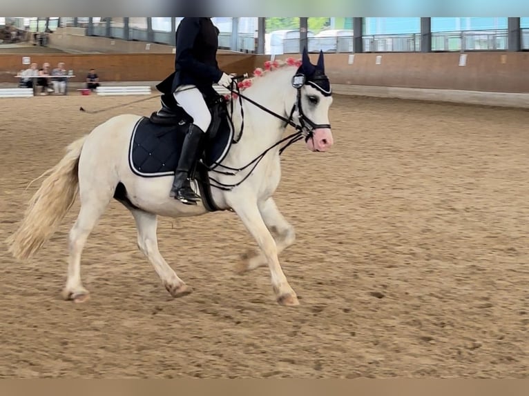 Galés-A Caballo castrado 5 años 118 cm Tordo in Lohfelden