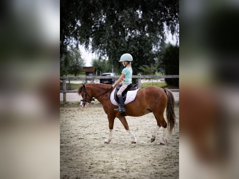 Galés-A Caballo castrado 5 años 120 cm  in Sliedrecht