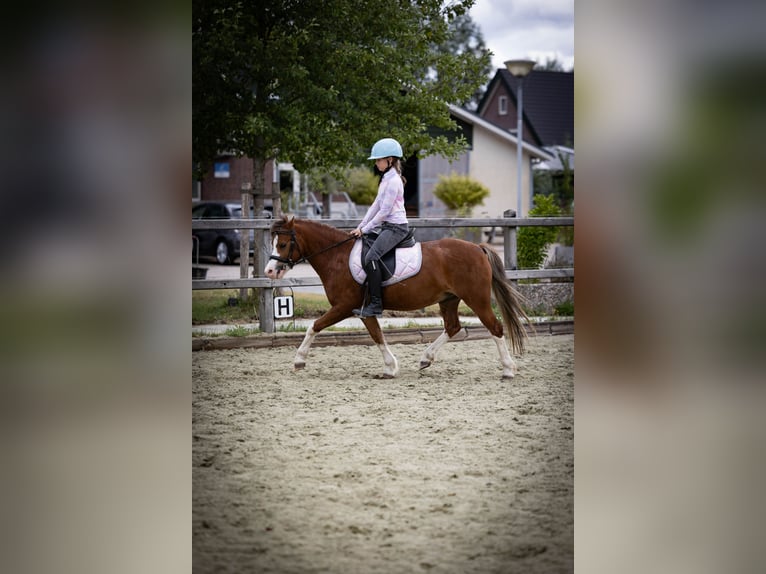 Galés-A Caballo castrado 5 años 120 cm  in Sliedrecht