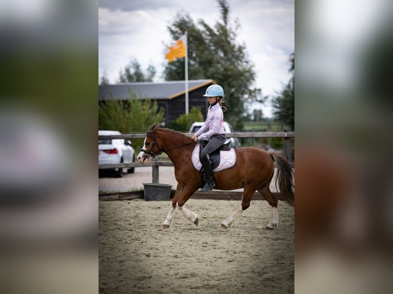 Galés-A Caballo castrado 5 años 120 cm  in Sliedrecht