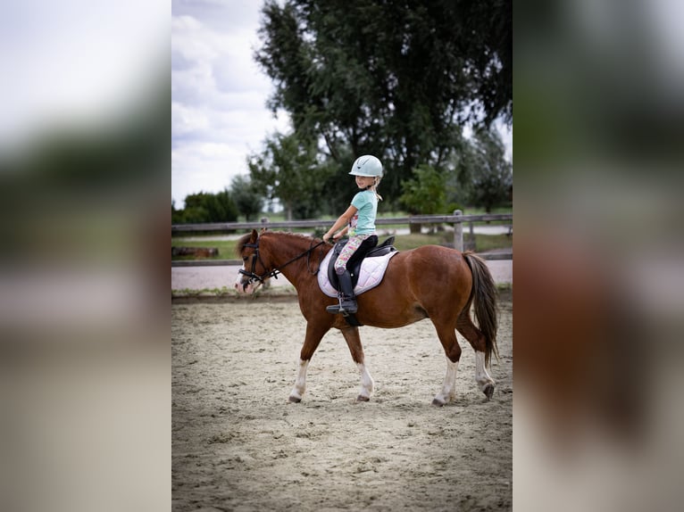 Galés-A Caballo castrado 5 años 120 cm  in Sliedrecht