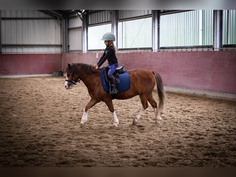 Galés-A Caballo castrado 5 años 120 cm  in Sliedrecht