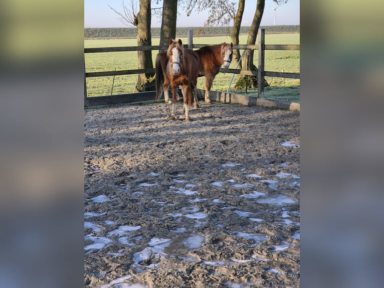 Galés-A Caballo castrado 5 años 121 cm Alazán in Nordermeldorf