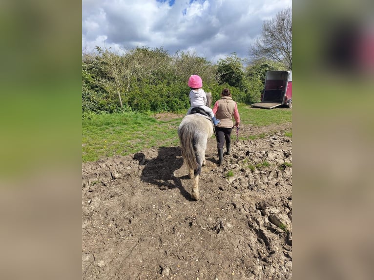 Galés-A Caballo castrado 5 años 122 cm Ruano alazán in Carlby, South Kesteven